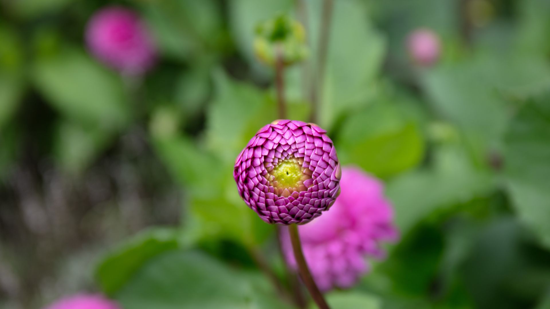 picture of purple dahlia bud before blooming