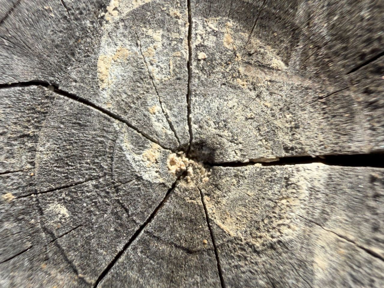 iPhone 17 Camera Sample.