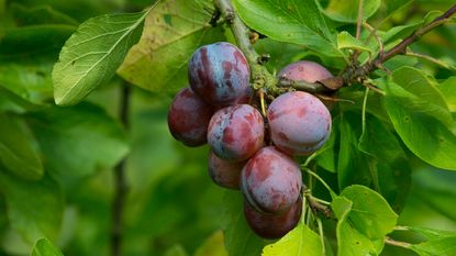 Plums growing on a tree