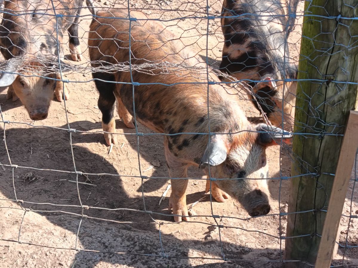 Honor 400 Lite camera samples