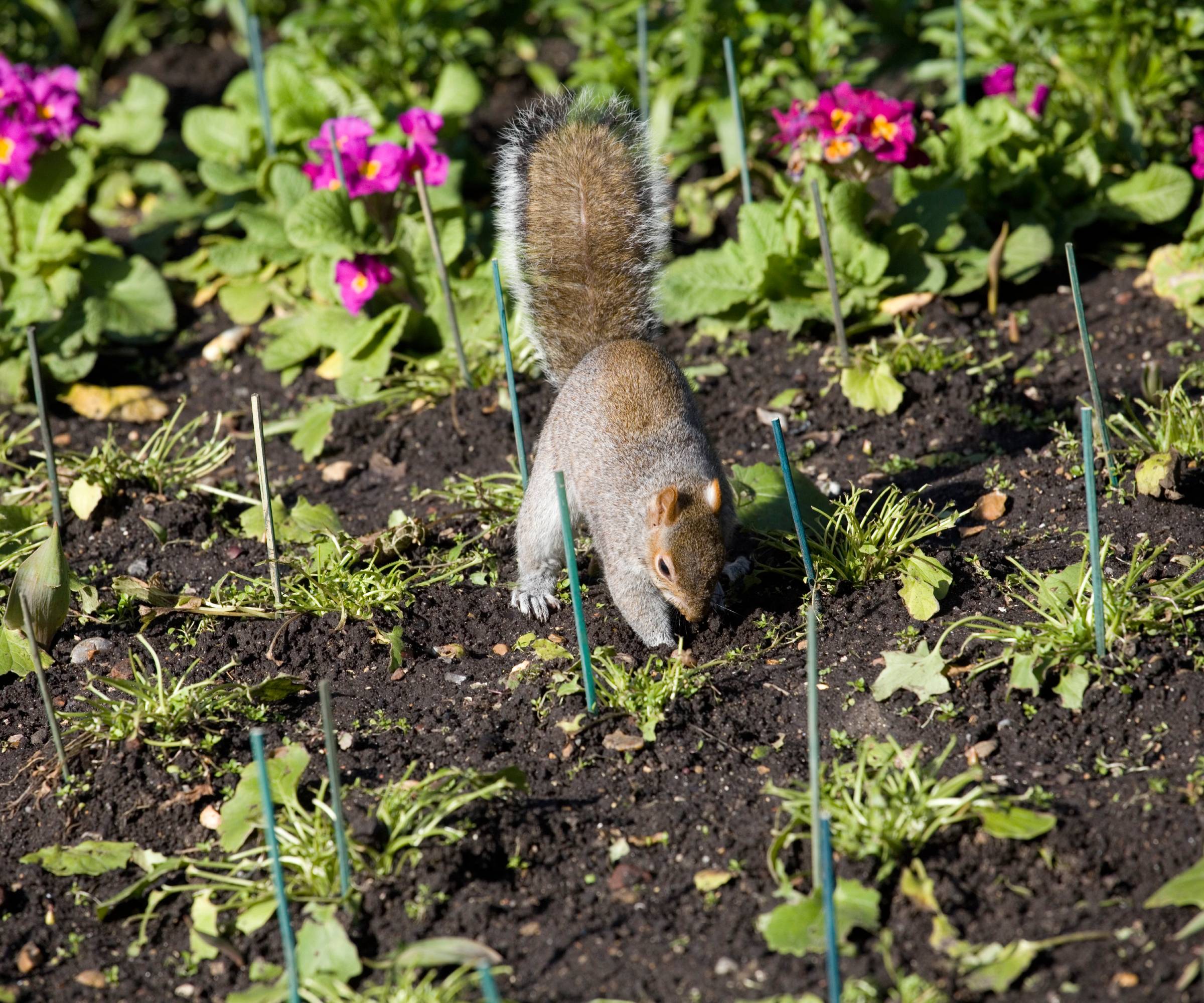 A gray squirrel digging in a garden bed