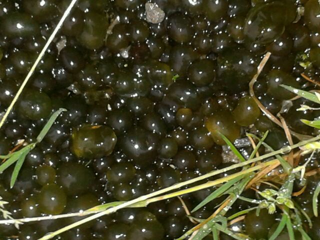 Tar Jelly Lichen