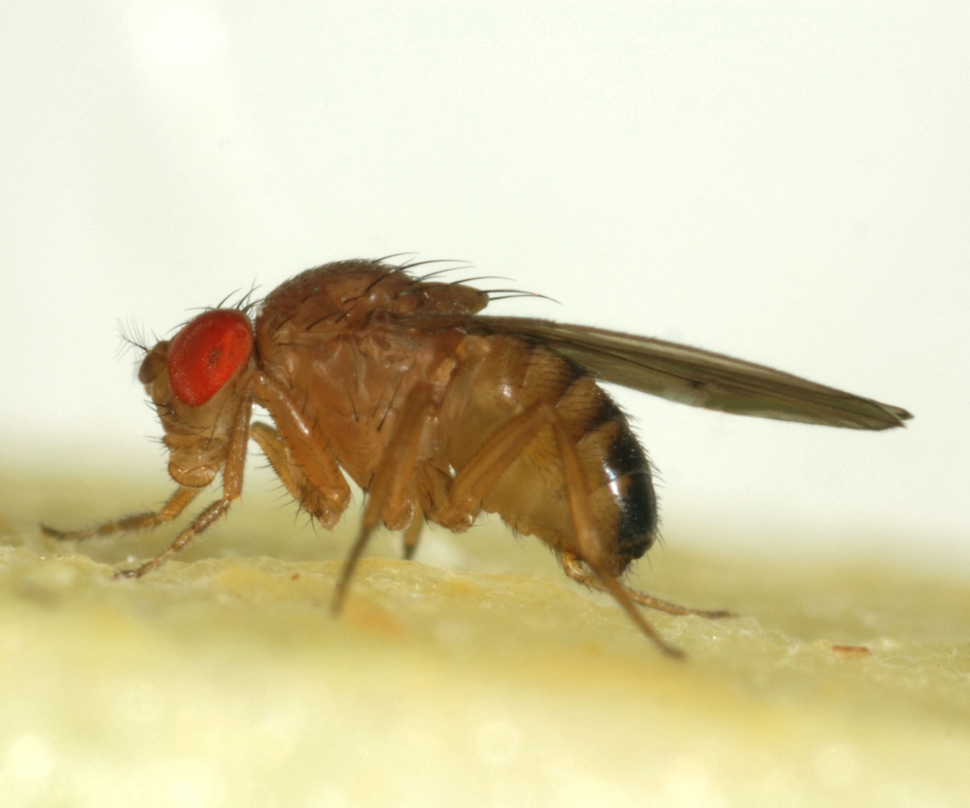 View of How to get rid of a fruit fly infestation: an expert guide | Homebuilding