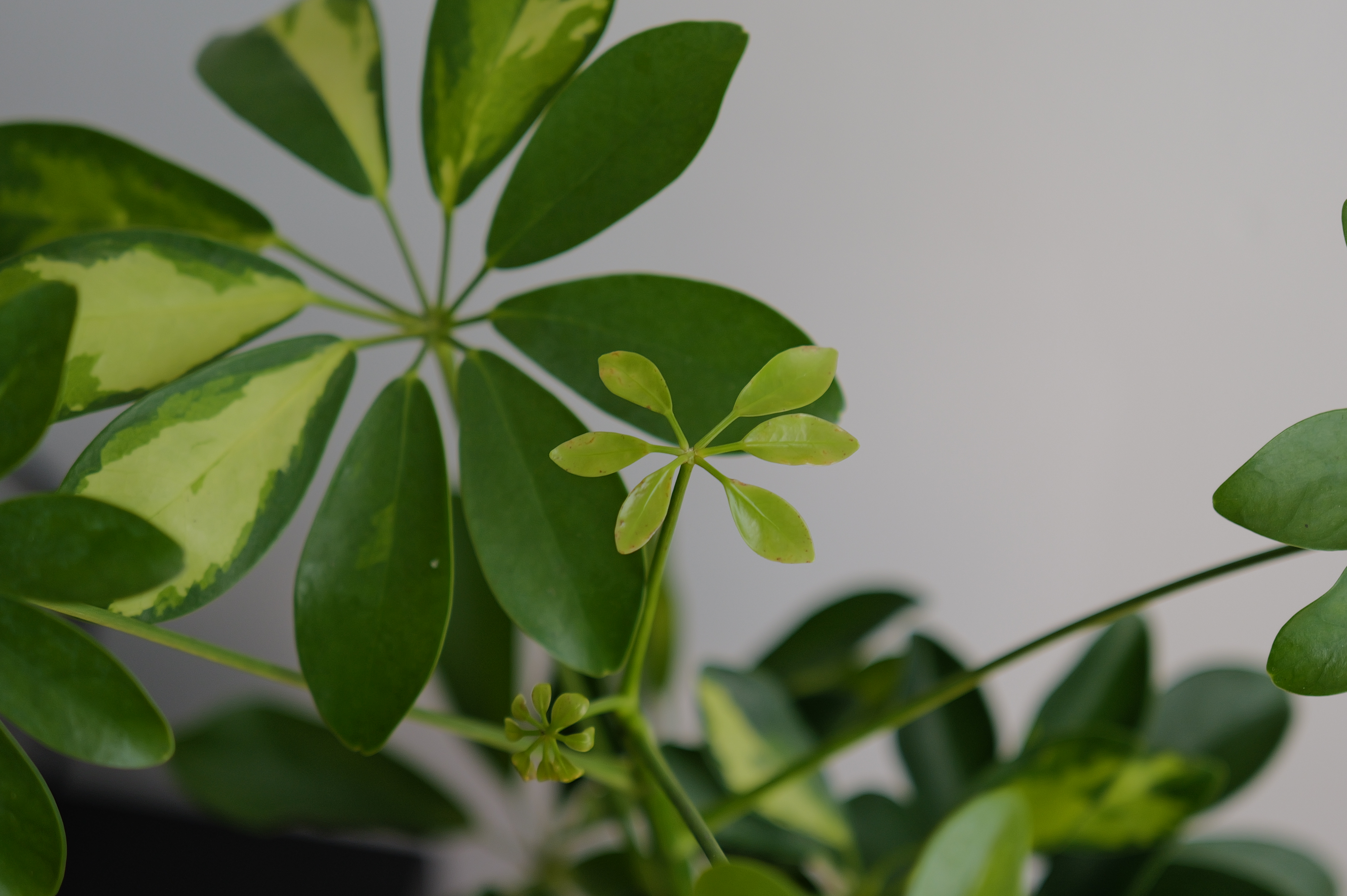 A photo of a plant taken on a Leica Q3 43 camera