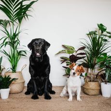 Two dogs sit with houseplants behind