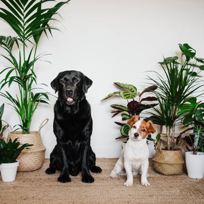 Two dogs sit with houseplants behind