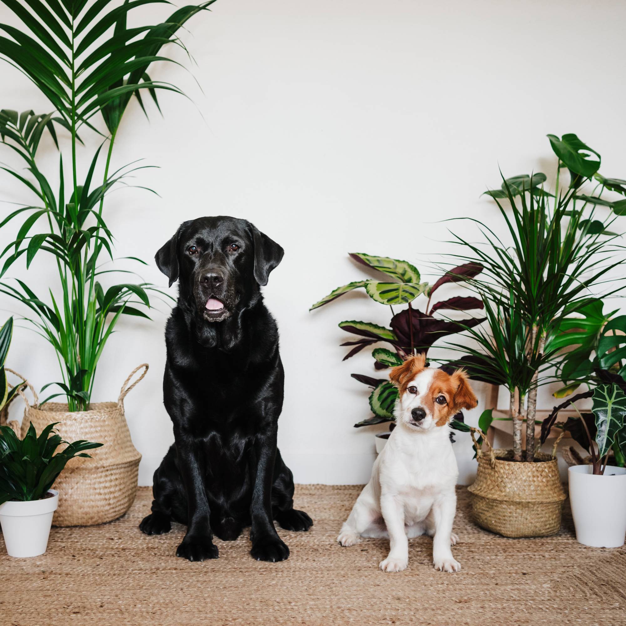 Two dogs sit with houseplants behind