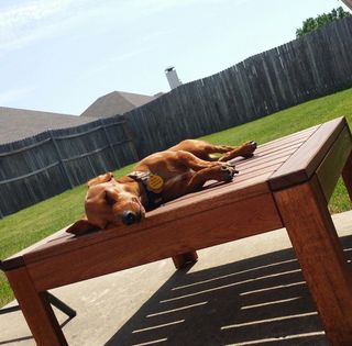 dog sunbathing