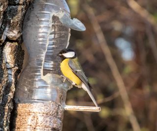 Yellow and black bird eating from bird feeder made of plastic bottle