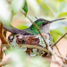 A green hummingbird sitting on a nest in the branches of a shrub