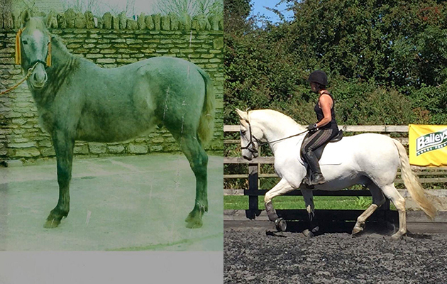&ldquo;Here are pictures of my Andaulcian. In the first picture he is 16-months-old, and the second picture was taken this year at the age of 14&rdquo; &mdash; Jo Tap