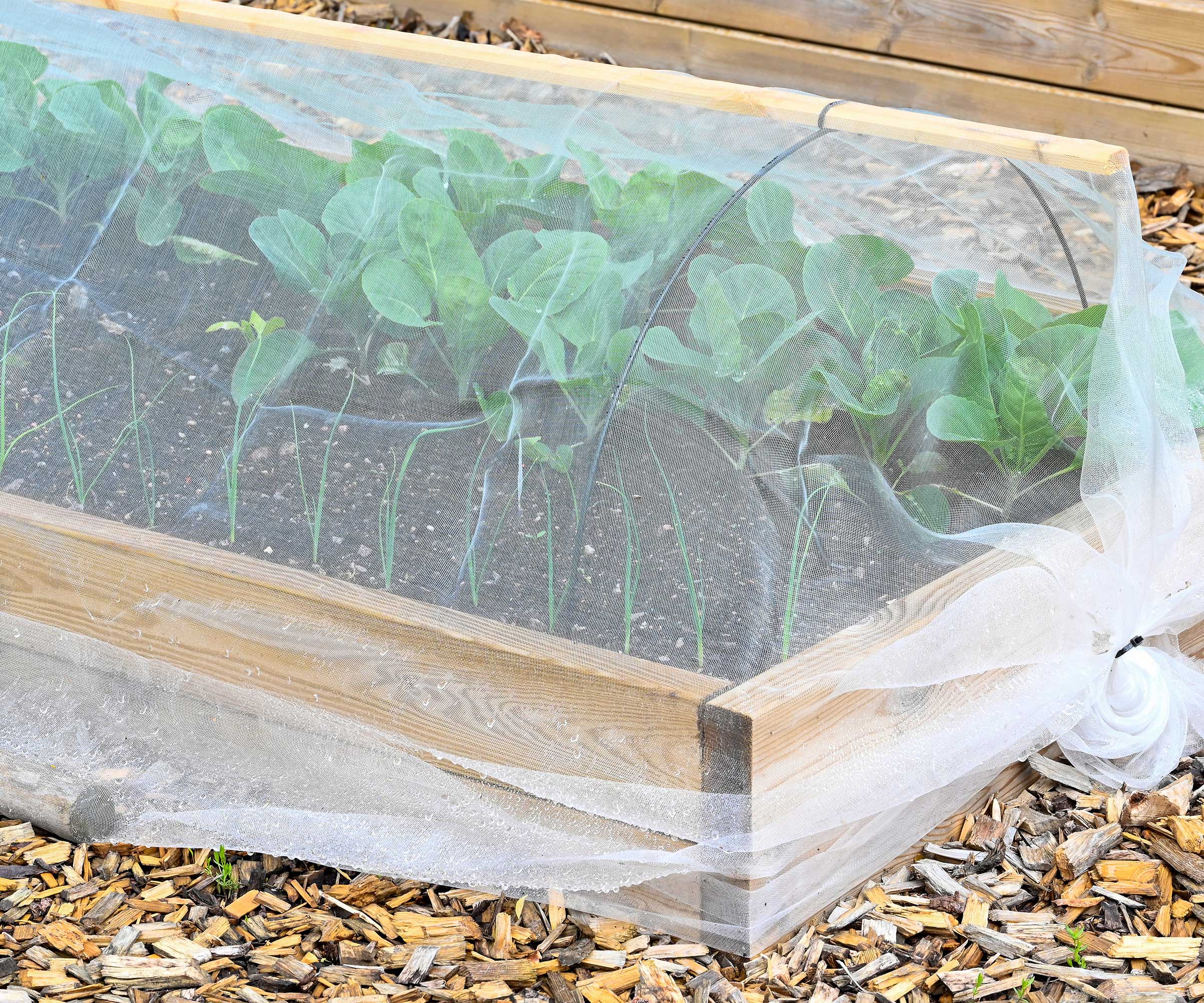 garden netting over raised bed