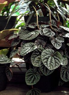 Potted Dark Leaved Plant