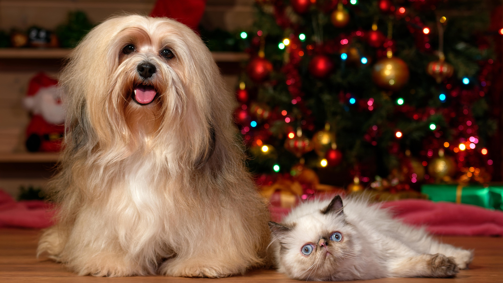 Havanese dog with cat