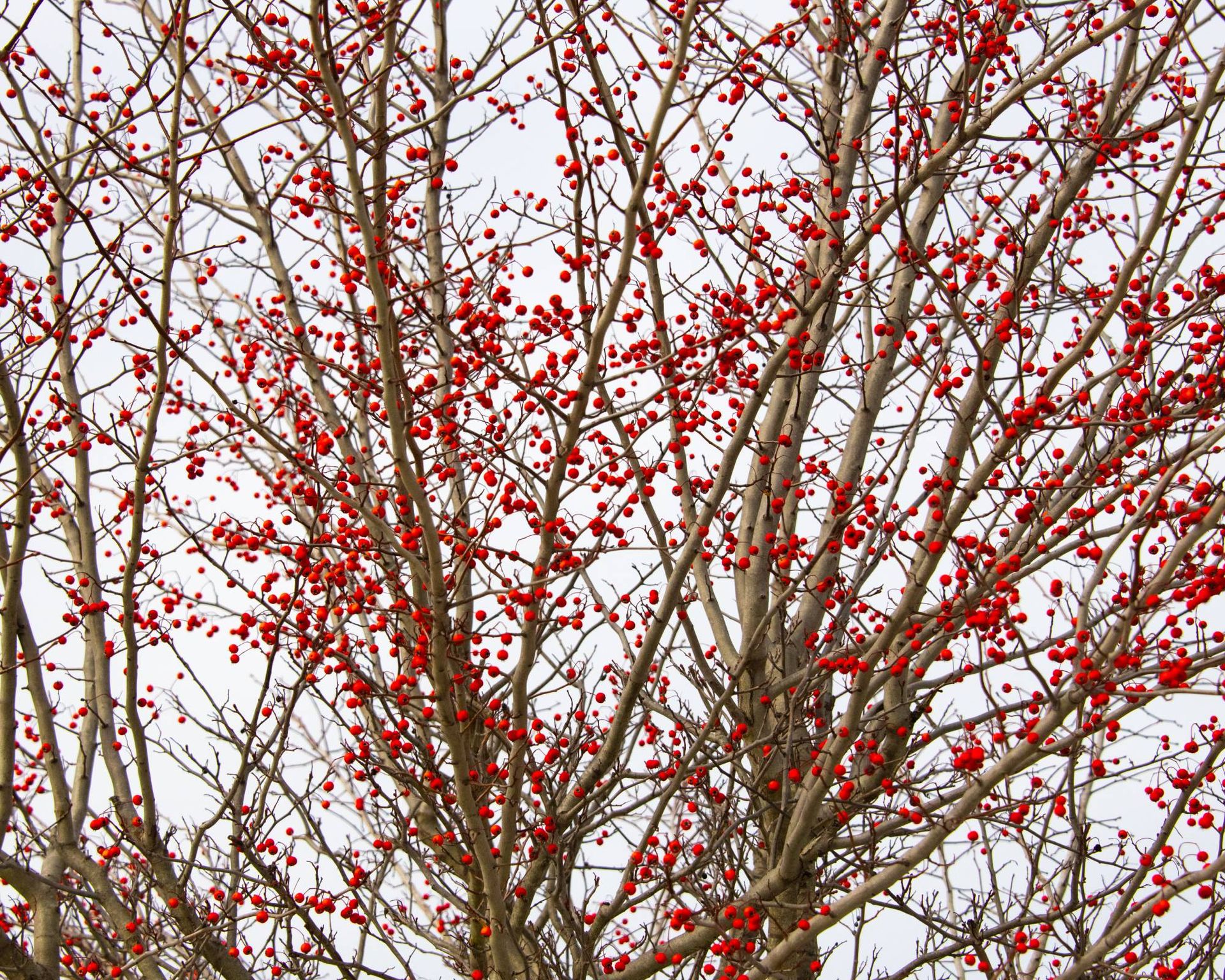 Red berries on hawthorn tree in winter