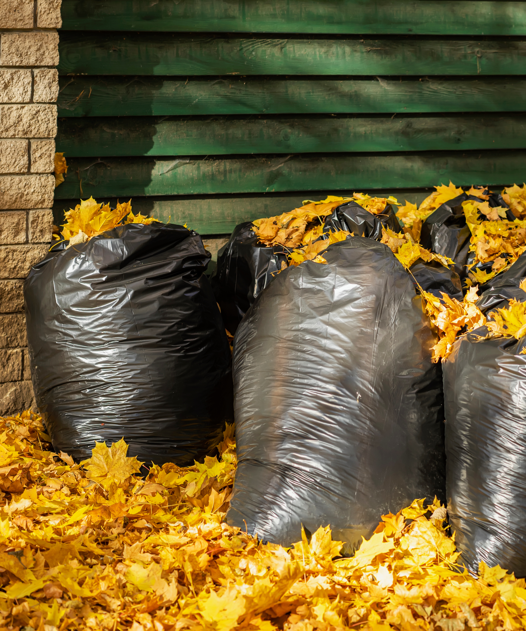 Large black plastic bags with fallen leaves