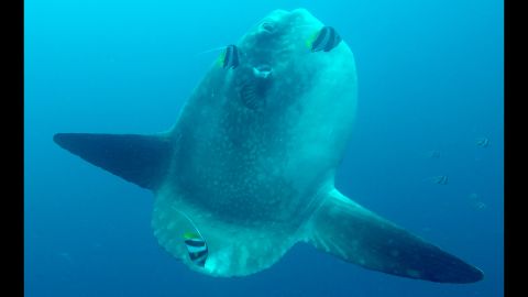 Adorable Bug Size Sunfish Babies Grow Up To Be Giant Swimming Heads Live Science