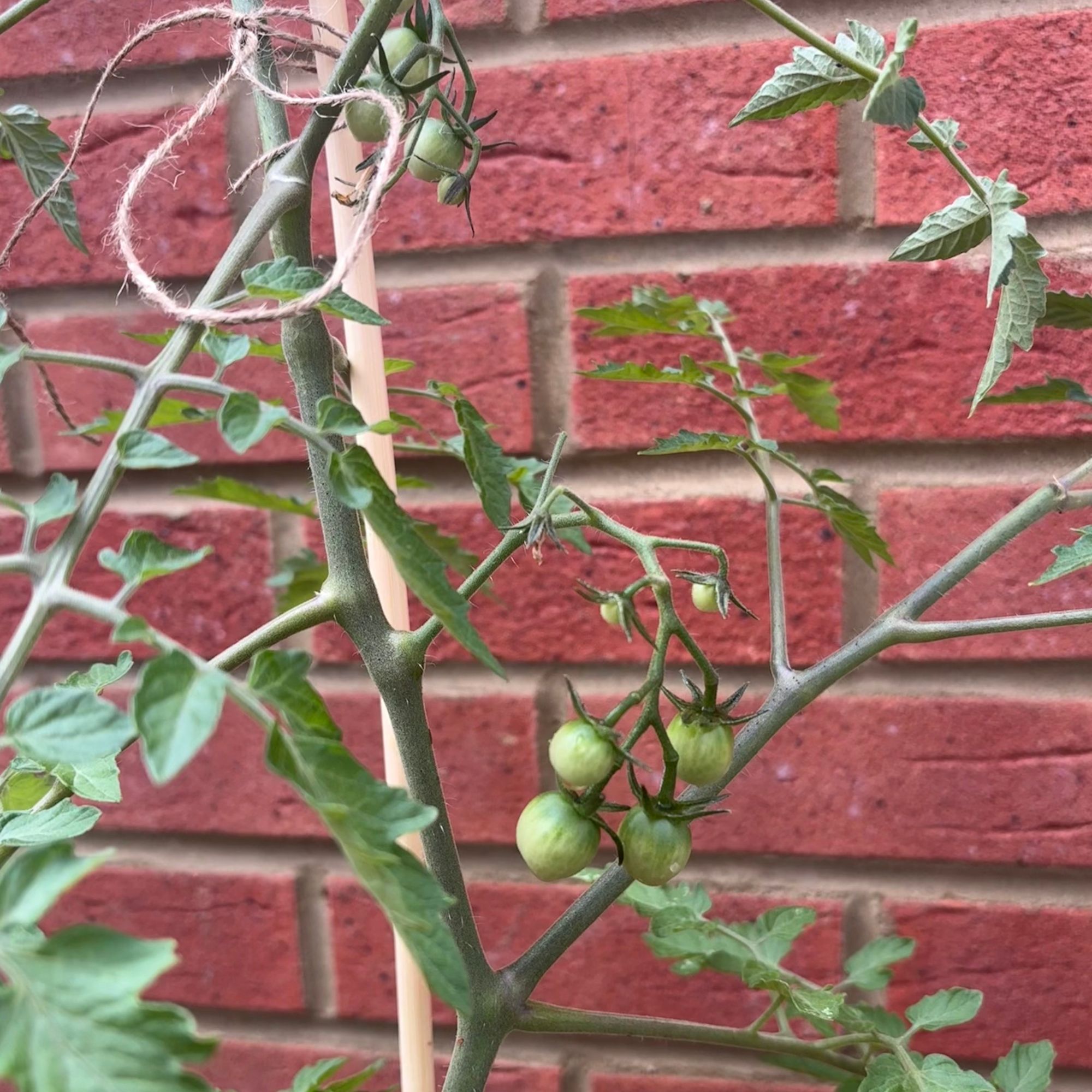 Green tomatoes growing on a tomato plant against a brick wall in the garden