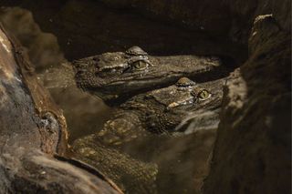 crocs siamese crocodile