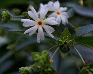 Nyctanthes arbortristis, Night-blooming jasmine