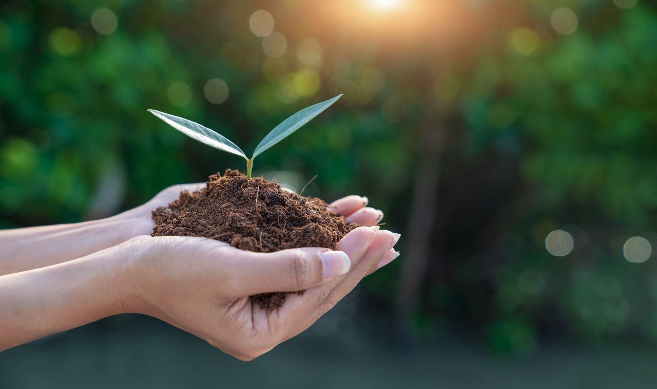 flower growing in soil