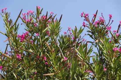 oleander hardiness