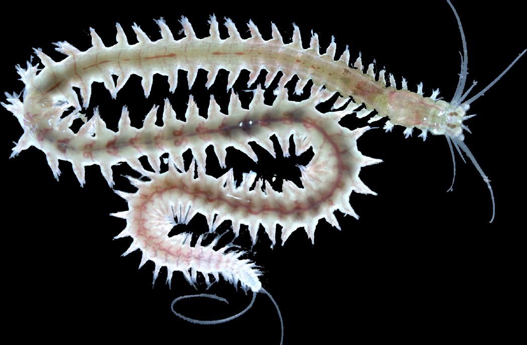 a premature adult Platynereis worm.