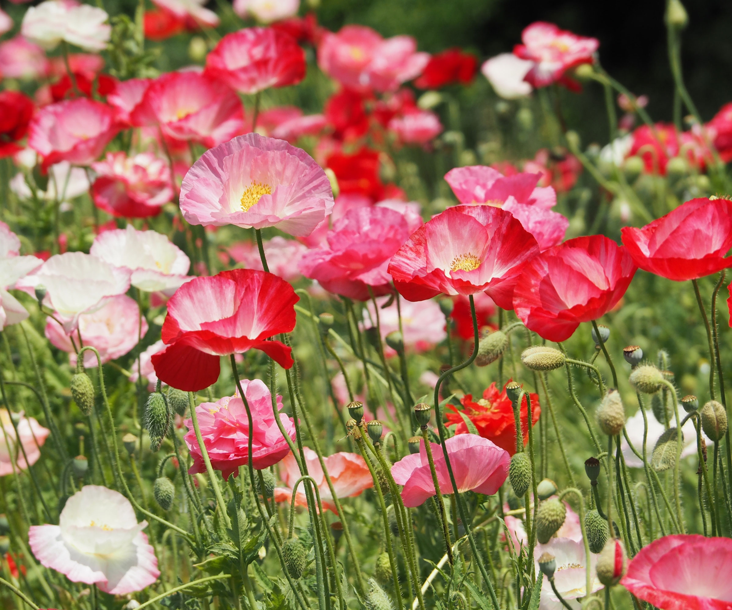 Icelandic poppies growing in garden