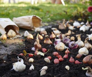 planting various bulbs in garden soil