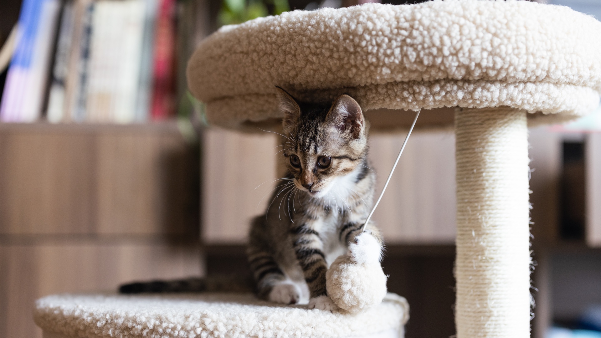 Kitten playing with ball toy on cat tree
