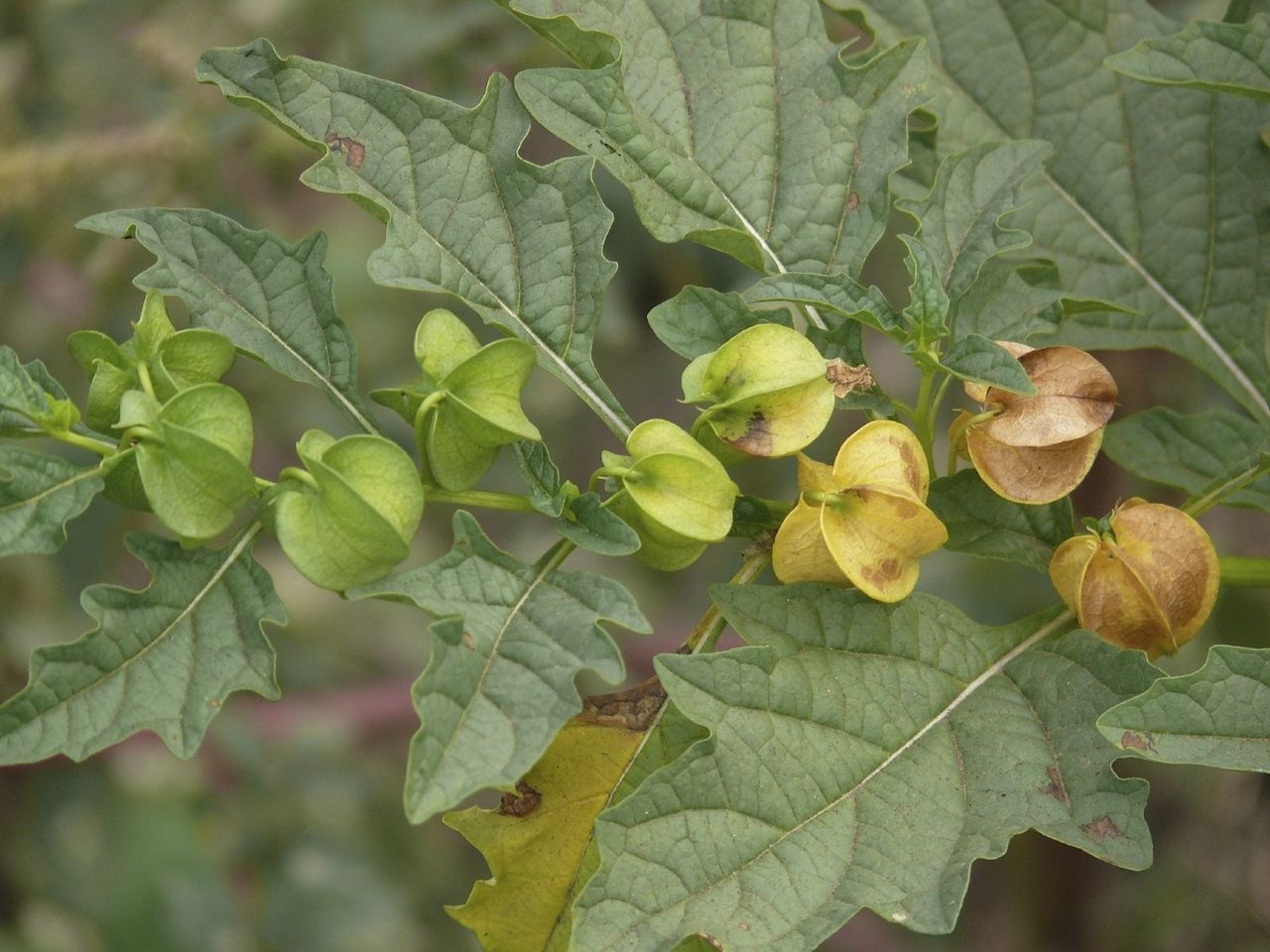 Nicandra Physalodes Plant