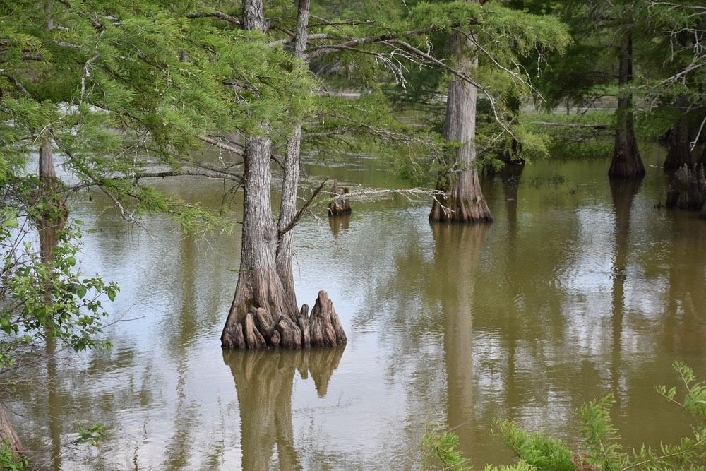 Louisiana Bayou