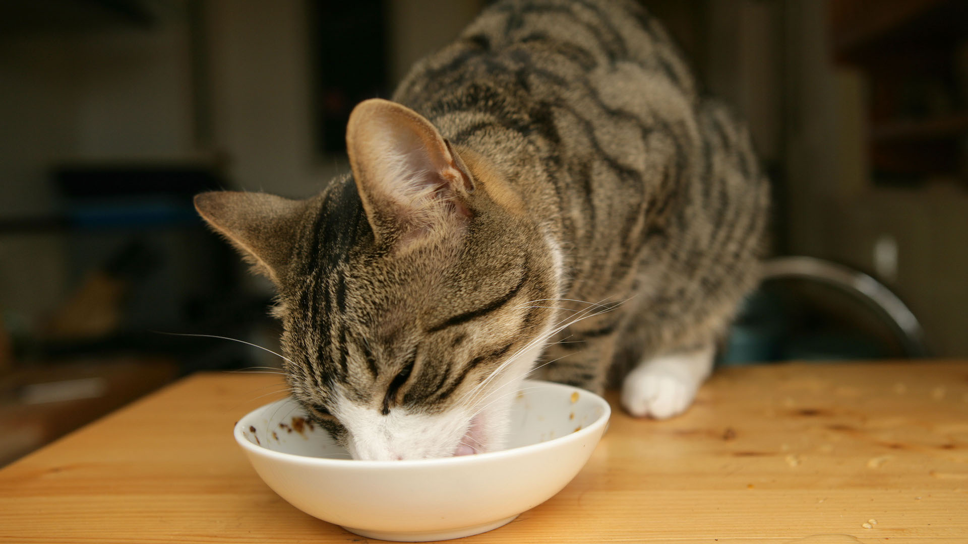 Cat eating from bowl. Increased appetite can be a sign of diabetes in cats.
