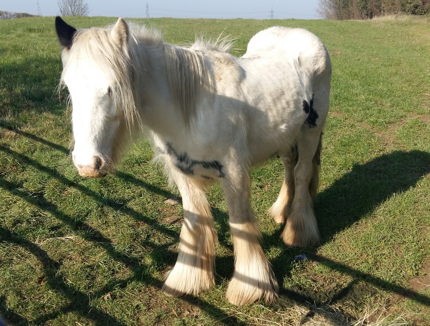 Quartz when he was found Feb 2019