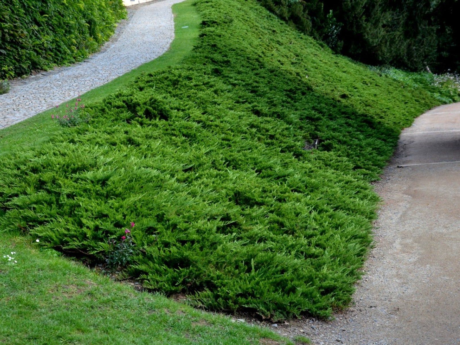 Best Erosion Control Plants For Shaded Hillsides Gardening Know How