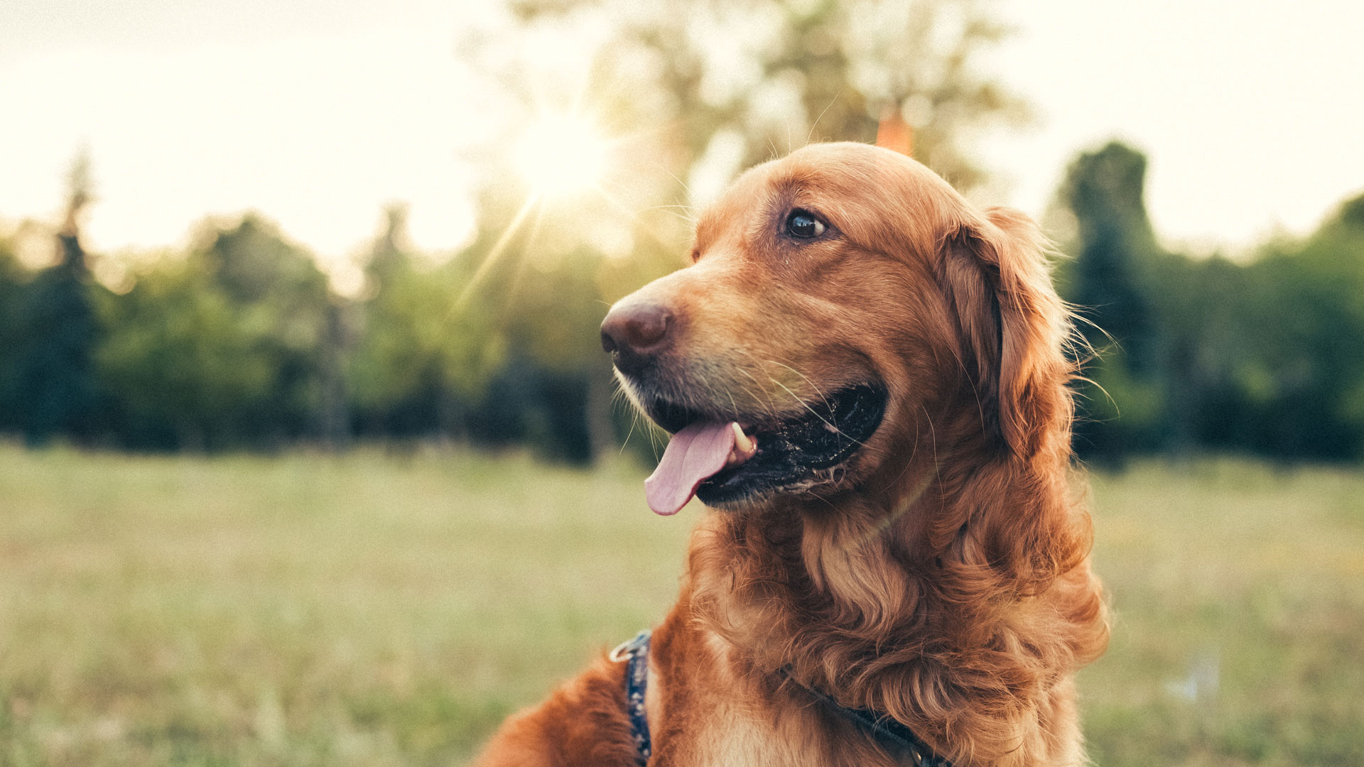 Three reasons why your dog’s recall isn’t reliable (and what you can do about it)