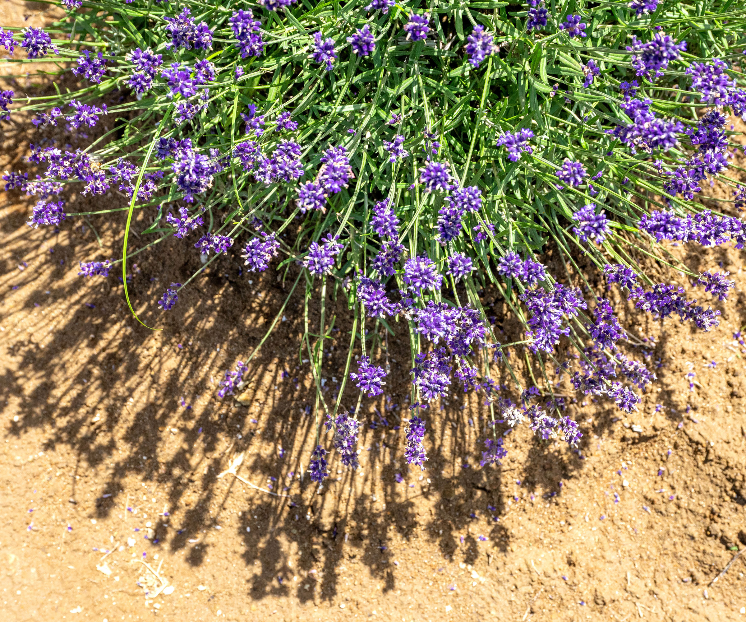 lavender plant in sandy soil with purple flowers