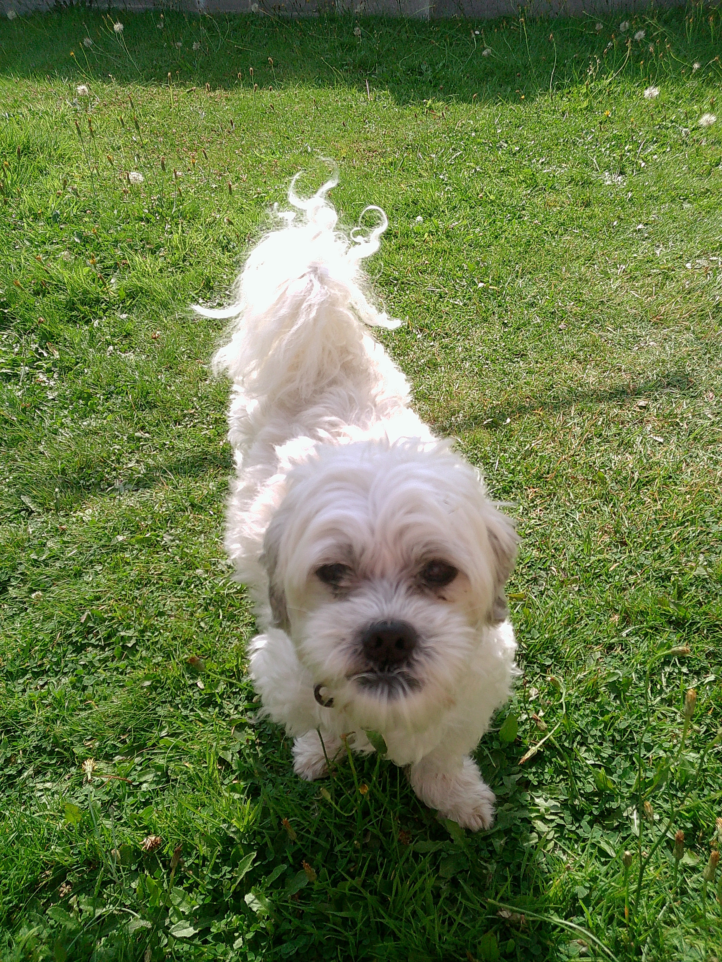 Image of a white fluffy dog taken using the Camp Snap Screen-Free Digital Camera