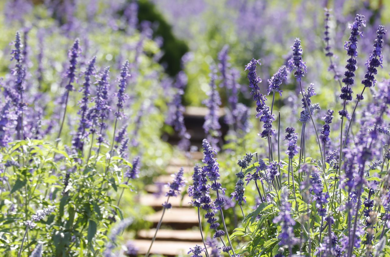 Purple lavender and green leaves in a field 