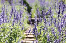 Purple lavender and green leaves in a field 