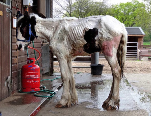 Bessie.jpg