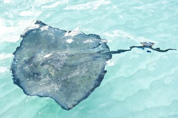 A stringray drifts by the Garmin-Cervelo boat