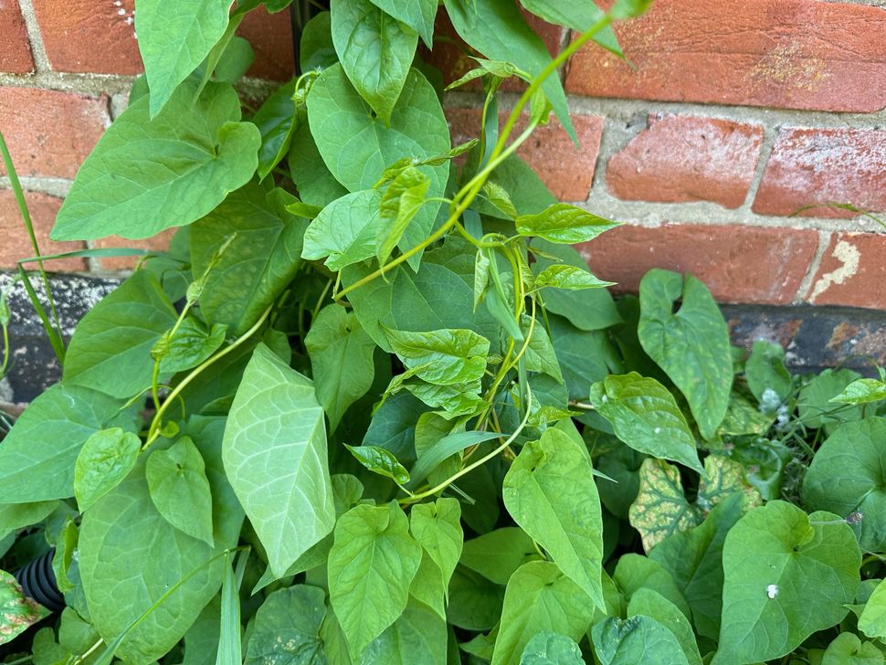 How to get rid of bindweed — and stop it coming back Homebuilding