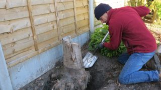 Removing the soil from under a tree stump