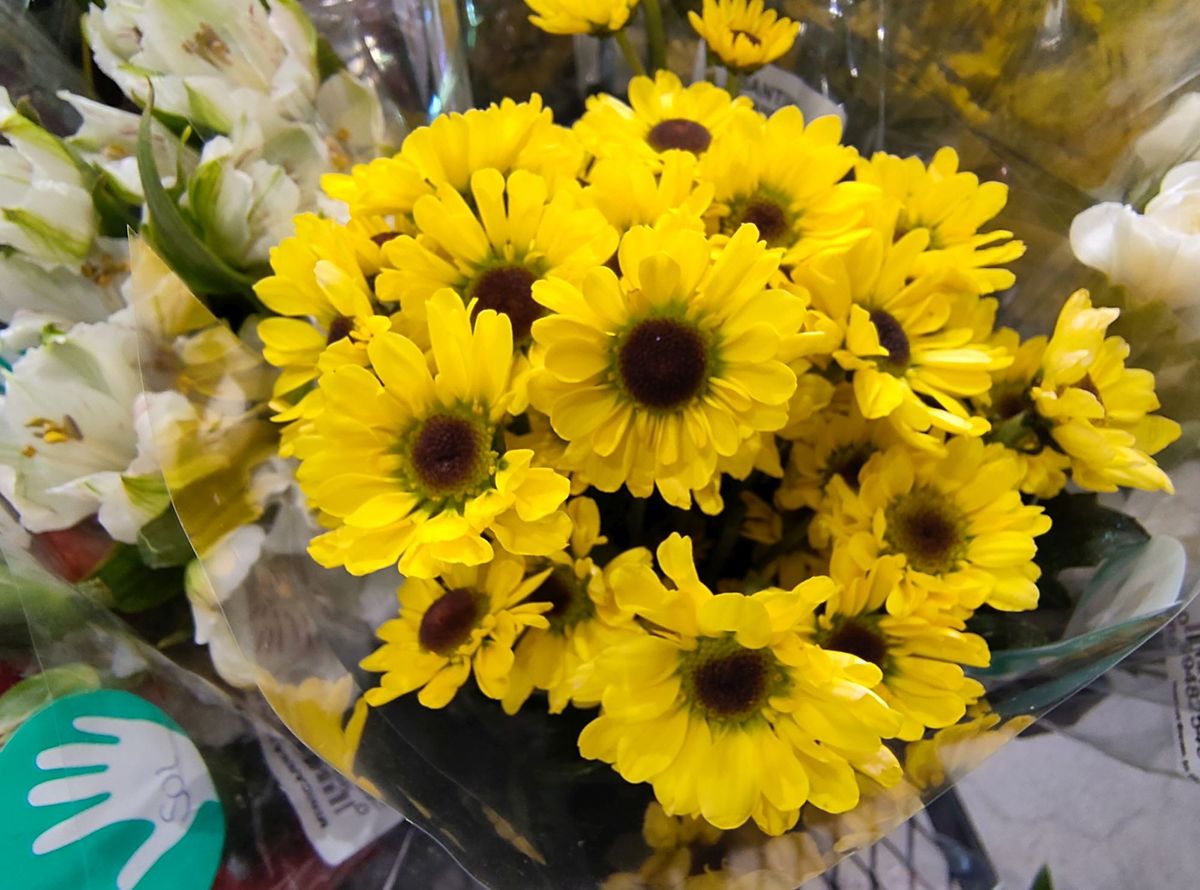 Fairphone 6+ camera sample.
