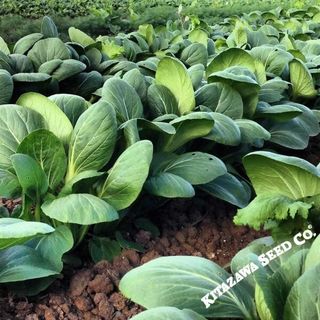 Pak Choi White Stem