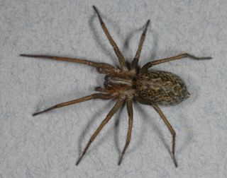 An image of a hobo spider