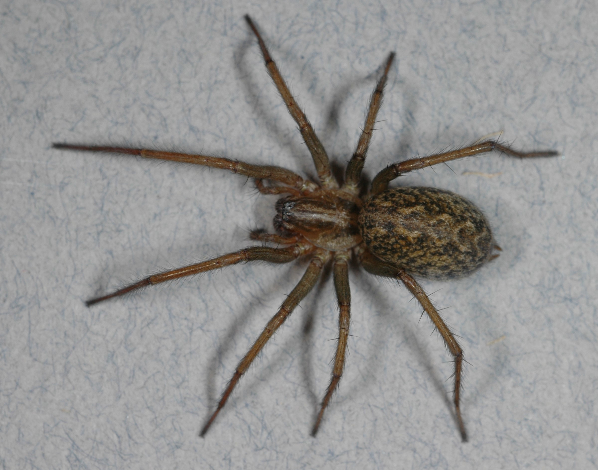 hobo spider vs wolf spider