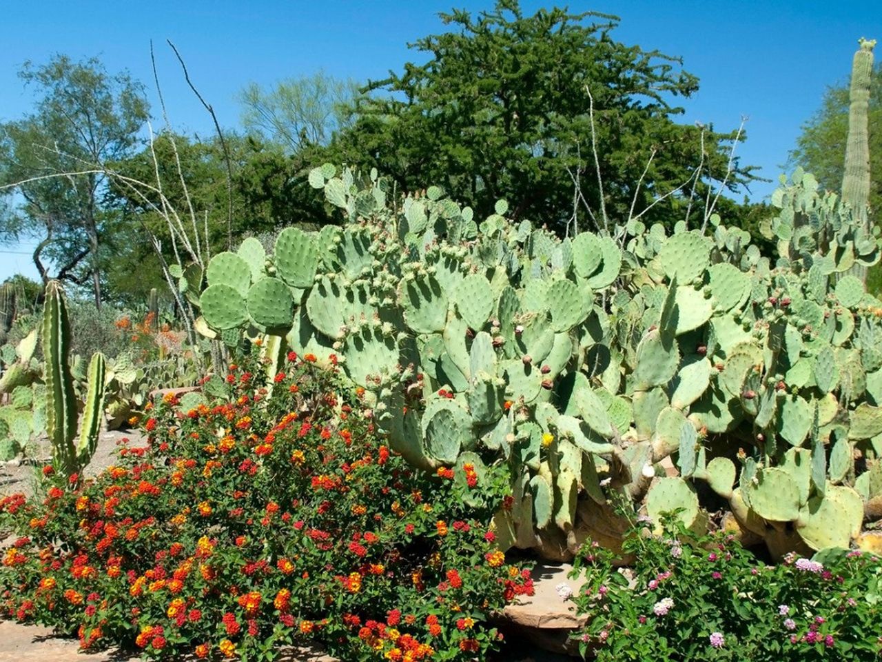 Cacti And Flower Landscape