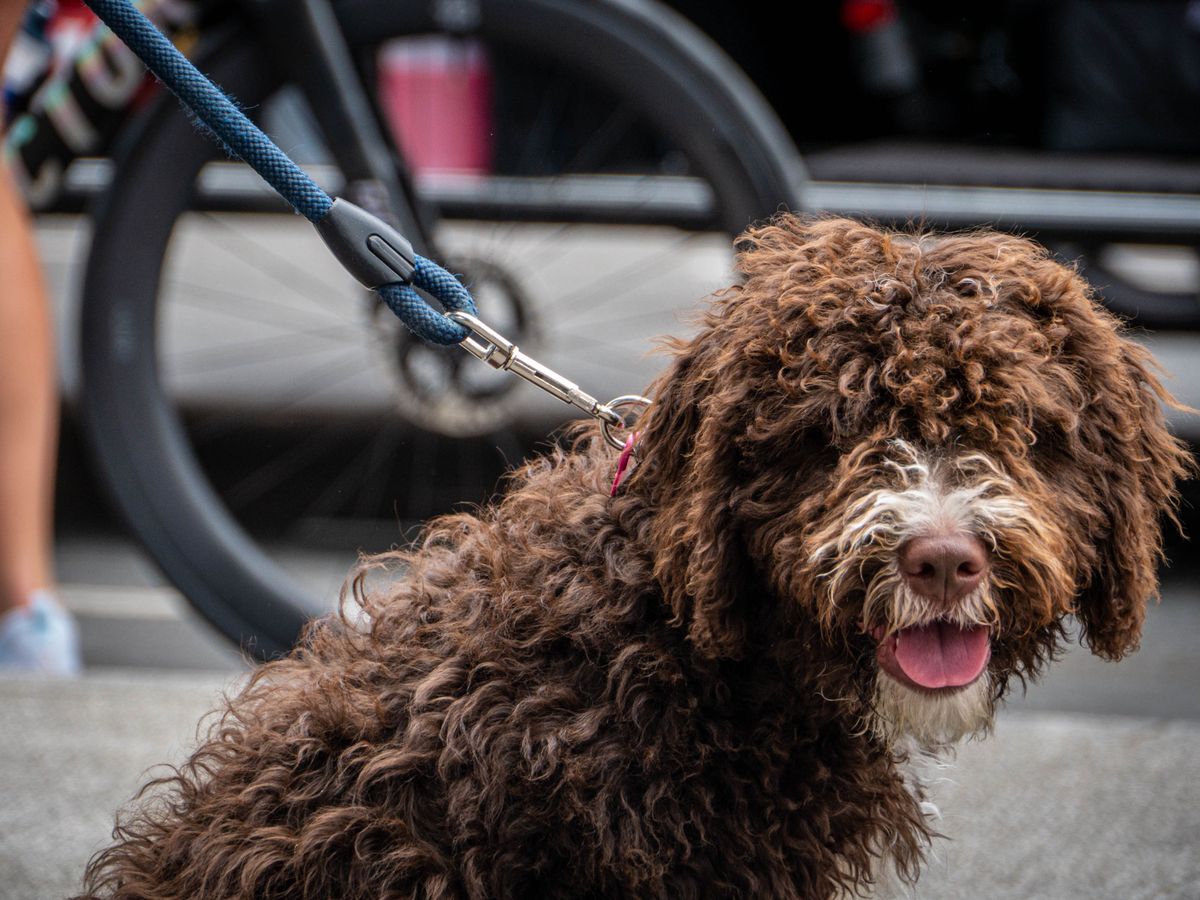 tour de france chien